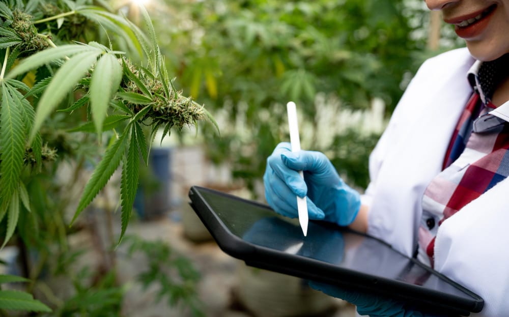 How to Get a Cannabis Cultivation License in 2026 — State-by-State Guide
